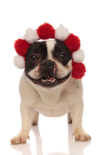 giocoso bulldog francese è felice per la sua nuova fascia
 - Foto, immagini