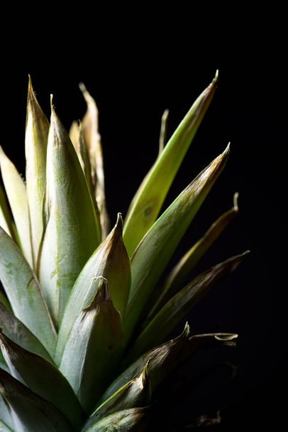 Pineapple close up - Fotó, kép