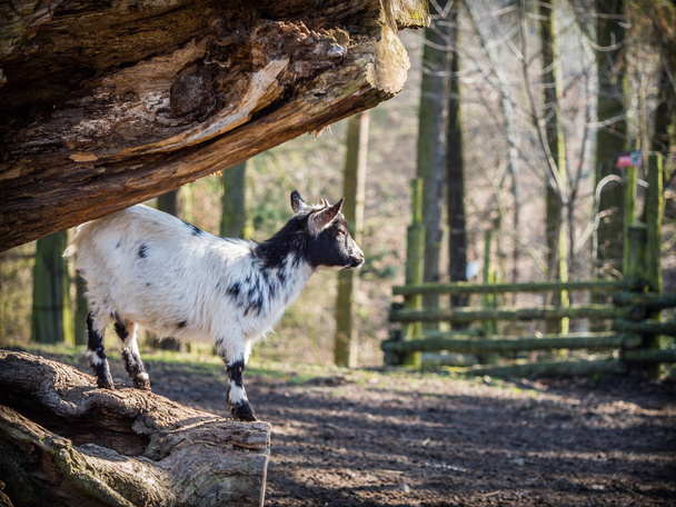 Дитяча коза стоїть на стовбурі дерева
 - Фото, зображення