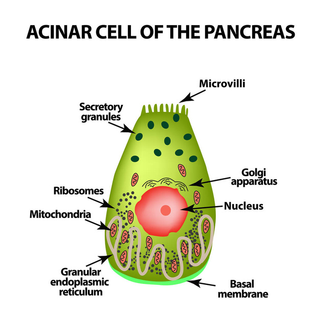 Célula acinar del páncreas. Acinus. Infografías. Ilustración vectorial sobre fondo aislado
 - Vector, imagen