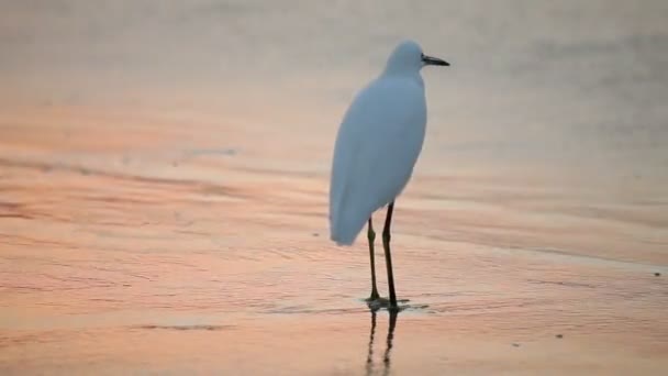Grande aigrette blanche au bord de l'eau au lever du soleil
 - Séquence, vidéo