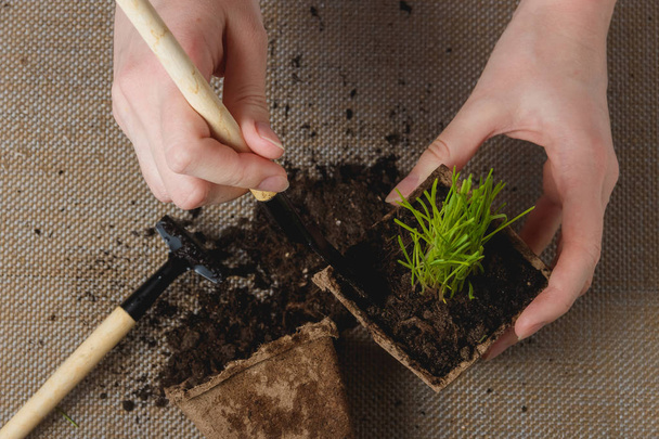 Preparing for Seasonal Transplantation of Plant. Product Still Life Image. Planting in Garden Concept. Top View, - Foto, imagen