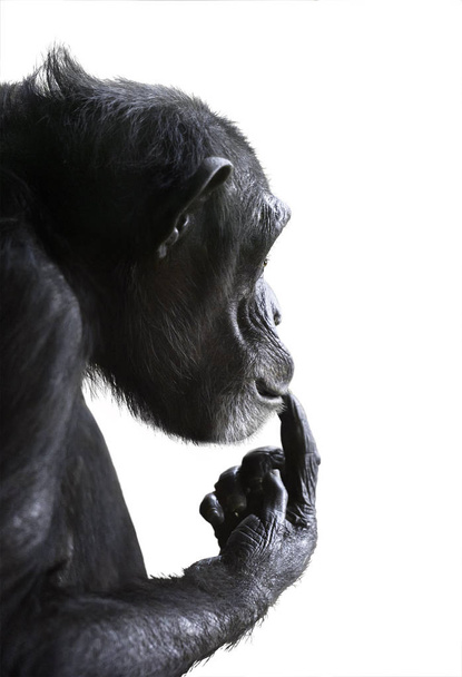 Chimpanzé perplexe isolé sur blanc
 - Photo, image