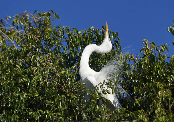 Czapla biała (Ardea alba) w hodowli upierzenie zalotnych natomiast wznosi się w drzewa na skraju jeziora Chapala, Jocotopec, Jalisco, Meksyk - Zdjęcie, obraz