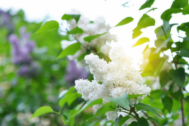 White lilac. Beauty in natutre. Lilac garden. Spring flowers bac - 写真・画像