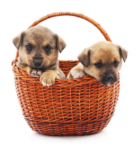 Two puppies in a basket. - Zdjęcie, obraz