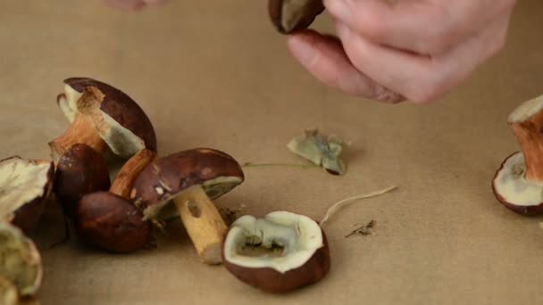 grzyby są oczyszczone z nożem - Materiał filmowy, wideo
