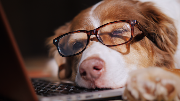 Pies w okulary dla osób w pobliżu laptopa. Przemęczenie w koncepcji pracy - Materiał filmowy, wideo
