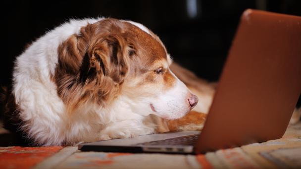 A kutya olvassa a híreket a laptop képernyőjén. Vicces állatokat koncepció - Felvétel, videó