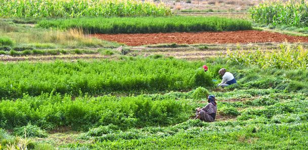 Omavarainen työvoimavaltainen maatalous Marokossa
 - Valokuva, kuva
