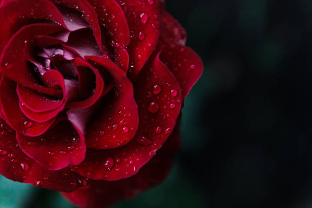 macro foto van donkere rode roos met waterdruppels. extreme sluiten - Foto, afbeelding