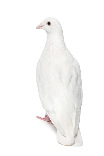 белый голубь изолирован на белом
 - Фото, изображение