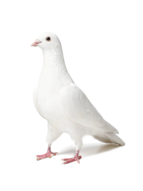 witte duif geïsoleerd op wit - Foto, afbeelding