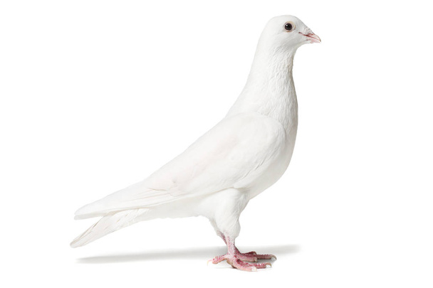 colomba bianca isolata su bianco
 - Foto, immagini