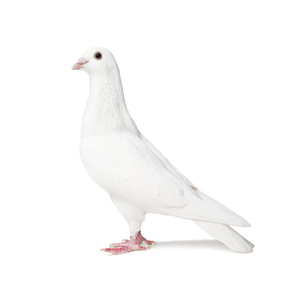 Білий голуб ізольований на білому
 - Фото, зображення