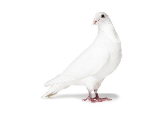 witte duif geïsoleerd op wit - Foto, afbeelding