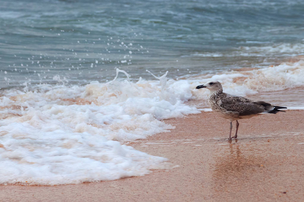 Single attractive big seagulls on the beach against waves - Fotó, kép