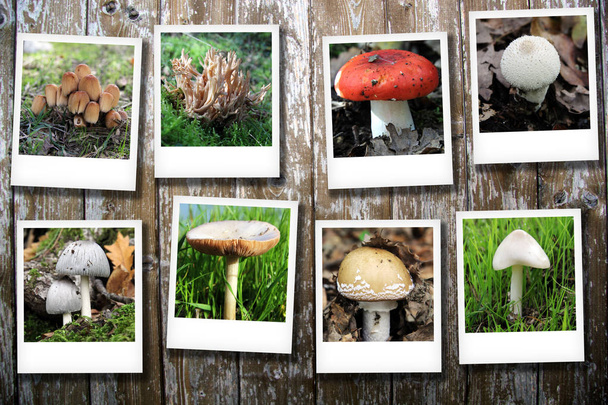 Polaroid serie met champignons - Foto, afbeelding