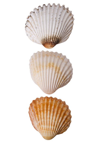 tres conchas marinas - Foto, Imagen