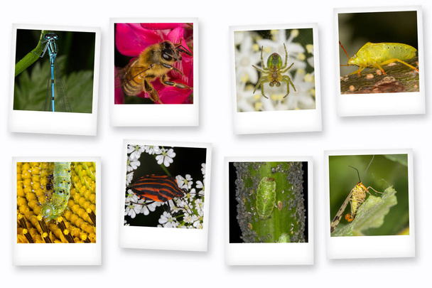 Polaroid рядів комах - Фото, зображення