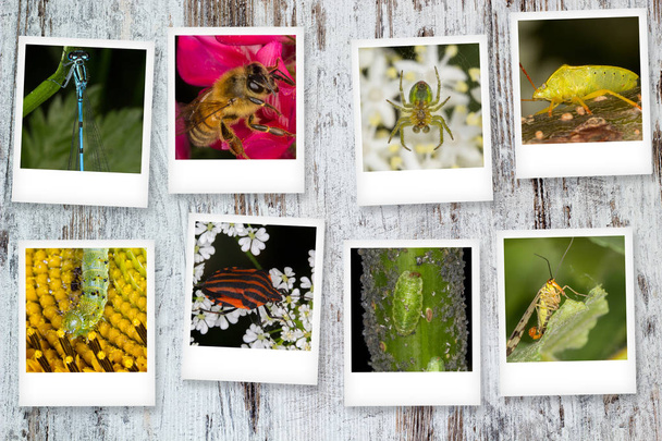 Polaroid series of insects - Photo, Image