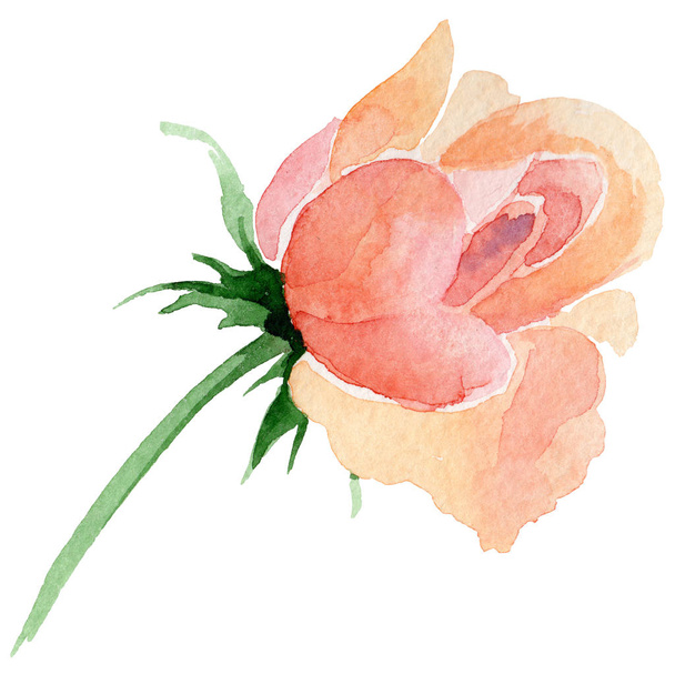 Wildflower róży kwiat w stylu przypominającym akwarele na białym tle. - Zdjęcie, obraz