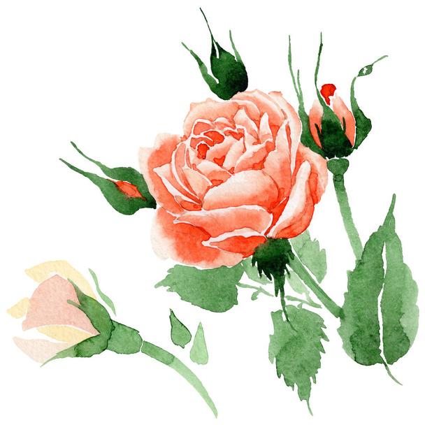 Wildflower rose flower in a watercolor style isolated. - Foto, afbeelding