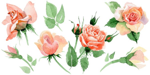 Egy akvarell stílusú elszigetelt virág rózsa vadvirág. - Fotó, kép
