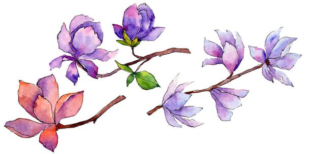 Wildflower magnolia flower in a watercolor style isolated. - Fotoğraf, Görsel