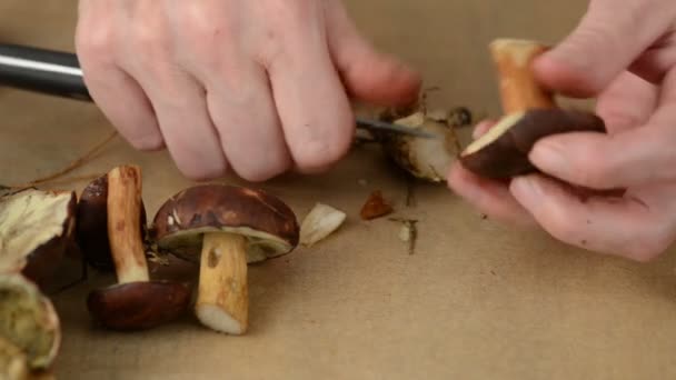 Wild mushrooms are cleaned with a knife - Footage, Video