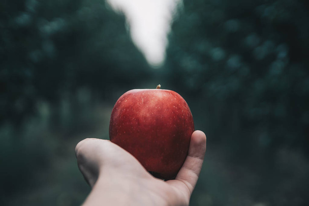 Delicious red apple in a hand - Foto, imagen