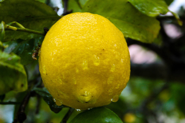 gros plan d'un citronnier d'Israël
 - Photo, image