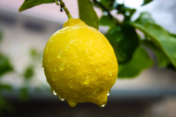 close-up de um limoeiro de Israel
 - Foto, Imagem