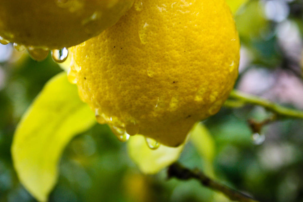 крупним планом дерева лимона з Ізраїлю - Фото, зображення