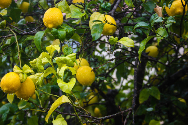 Close-up van een citroen boom uit Israël - Foto, afbeelding