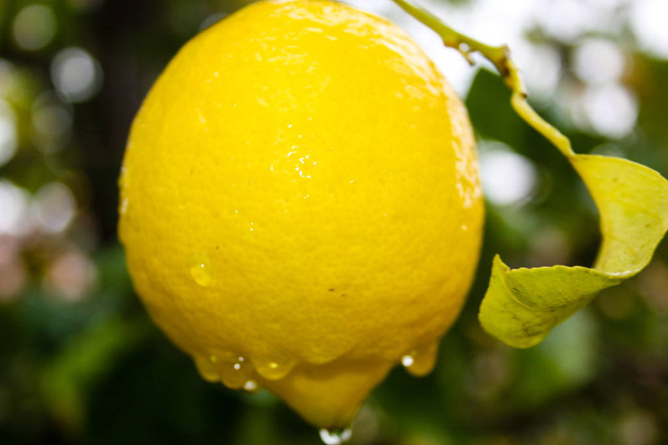 Close-up van een citroen boom uit Israël - Foto, afbeelding