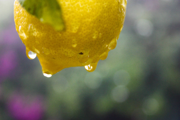 primo piano di un albero di limone da Israele
 - Foto, immagini