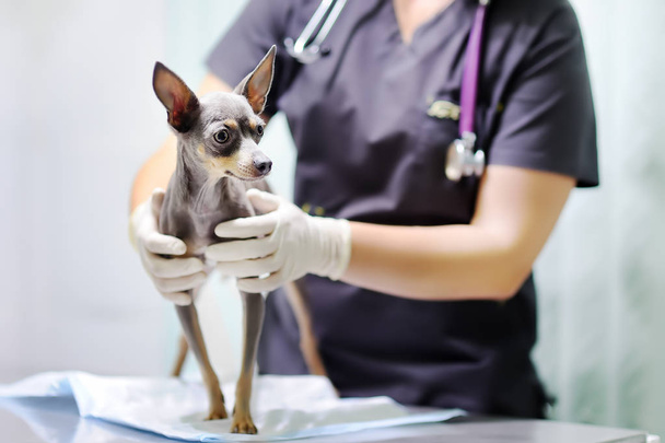 Female veterinarian doctor using stethoscope during examination dog in veterinary clinic - Photo, Image