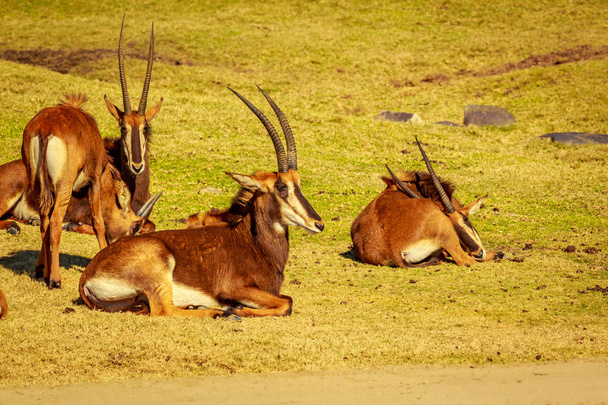 Skupina antilopa Vraná odpočinek v kruhu, každý čelí jiným směrem jako ochrana - Fotografie, Obrázek