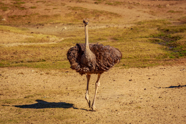 Un avestruz hace guardia y baila en un campo llano
. - Foto, imagen