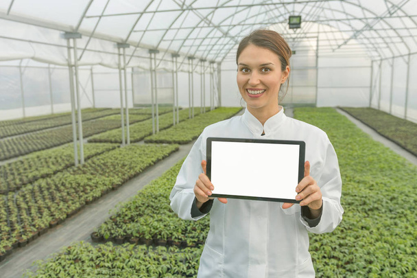 Female Biotechnology engineer tablet greenhouse. Plant seedlings growing greenhouse spring.  - Foto, afbeelding