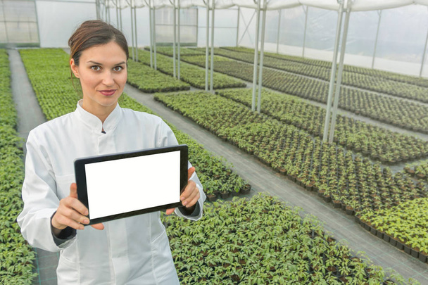 Female Biotechnology engineer tablet greenhouse. Plant seedlings growing greenhouse spring.  - Foto, imagen