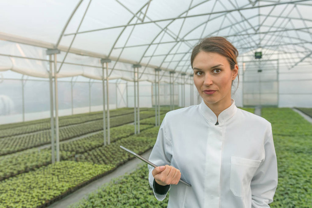 Greenhouse Seedlings Growth. Female Agricultural Engineer using tablet  - 写真・画像