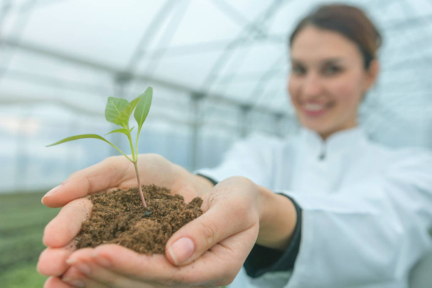Woman hands holding green plant in soil. New life concept.  - Foto, Bild