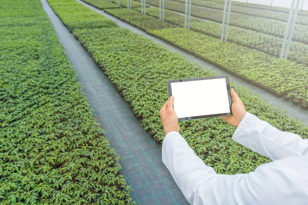 Plant seedlings growing greenhouse spring. Biotechnology engineer hands with tablet. - Foto, imagen