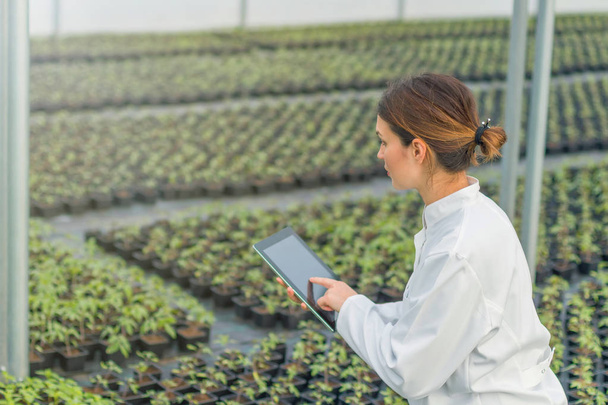 Greenhouse Seedlings Growth. Female Agricultural Engineer using tablet  - Fotó, kép