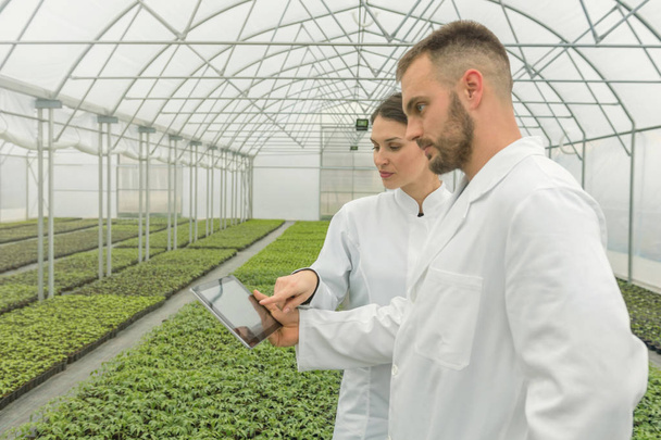 Agricultural Engineers using tablet greenhouse. Seedlings Greenhouse.  - Zdjęcie, obraz