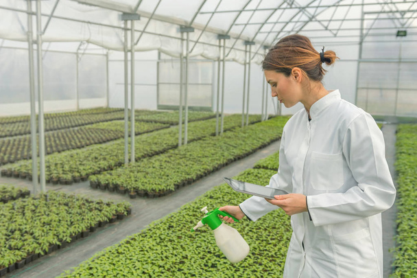 Young seedlings growing in greenhouse. Young woman Watering seed - Foto, afbeelding