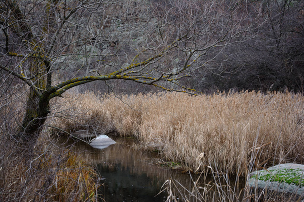 Un cañón de granito en el lecho del río Mertvovod en el villag
 - Foto, imagen