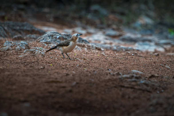Bird Bare cheeked Babbler on the ground. - Photo, Image
